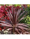 Cordyline australis 'Red Star'