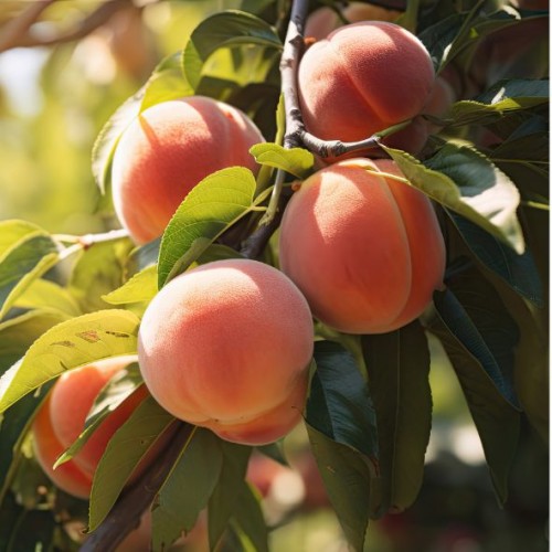 Prunus persica 'Amsden' (pêcher)