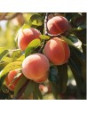 Prunus persica 'Amsden' - Pêcher