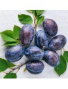 Prunus domestica 'Hauszwetsche' - Prunier