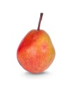 Pyrus communis 'Botzi' - Poirier