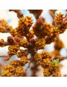 Hippophae rhamnoides 'Pollmix' - Argousier