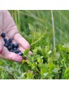 Vaccinium myrtillus 'Sinikka' - Myrtilliers des bois