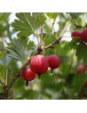 Ribes uva-Crispa 'Dr.Bauer’s Rokula' - Groseiller à maquereau