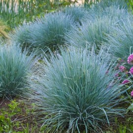 Festuca glauca intense blue