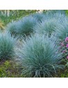 Festuca glauca  'Intense blue' - Graminée fétuque bleue