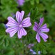 Malva sylvestris 'Marina' - Mauve des bois