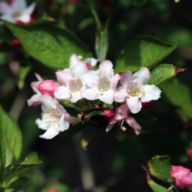 Weigela 'Black and White'