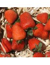 Fragaria x ananassa 'Charlotte' - Fraisier