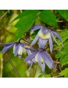 Clematis alpina - Clématite
