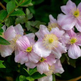 Clématite - Clematis Montana ' Flagrant Spring'