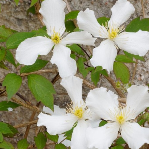 Clématite - Clematis Montana. Rubens