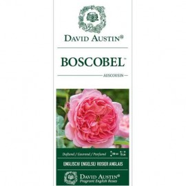 Rosier Boscobel