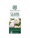 Rosa 'Claire Austin' - Rosier