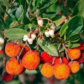 Arbutus unedo - Arbousier