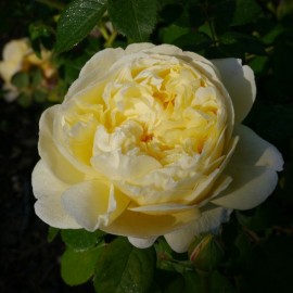 Rosa 'Charles Darwin' - Rosier Anglais