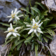 Leontopodium alpinum - Edelweiss