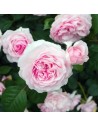 Rosa 'Olivia Rose Austin' - Rosier Anglais