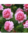 Rosa 'Princess Alexandra Of Kent' - Rosier Anglais
