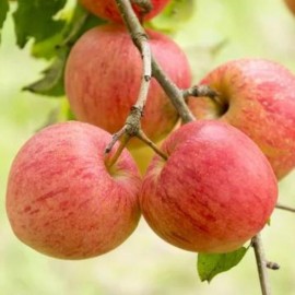 Malus domestica 'Elstar' - Pommier