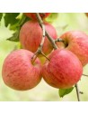 Malus domestica 'Elstar' - Pommier