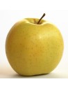 Malus domestica 'Golden Delicious' - Pommier