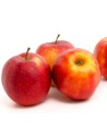 Malus domestica 'Jonagold' - Pommier