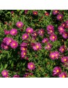 Aster dumosus 'Bahama' - Aster nain d'automne