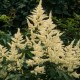 Astilbe jap. Washington