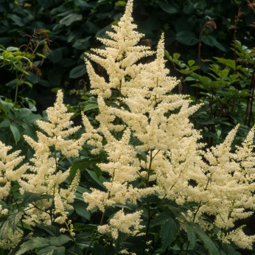 Astilbe "rood-rouge"