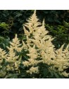 Astilbe japonica 'Washington'