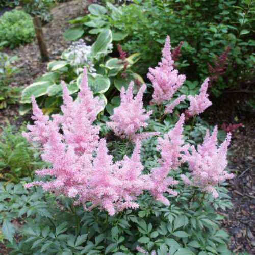 Astilbe arendsii rose