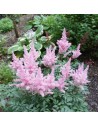 Astilbe chinensis 'Vision Inferno' - Astilbe rose