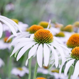 Echinacea purpurea 'White' - Echinacée