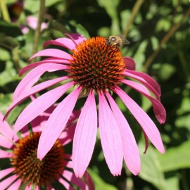 Echinacea simulata - Echinacée