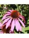 Echinacea simulata - Echinacée