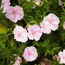 Geranium sanguineum ' Vision Pink' - Géranium vivace