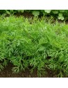 Anethum graveolens - Aneth