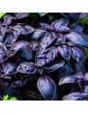Ocimum basilicum - Basilic rouge