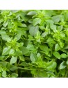 Ocimum basilicum - Basilic grec