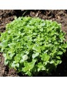 Ocimum basilicum - Basilic petites feuilles