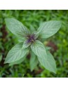 Ocimum basilicum - Basilic thai