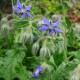 Borago officinalis - Bourrache