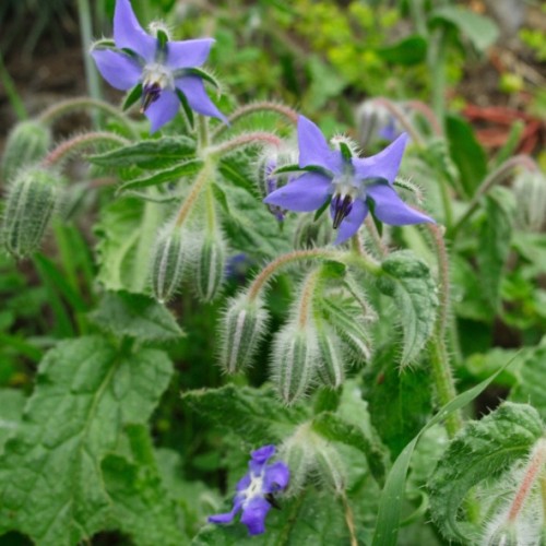 Borago officinalis - Bourrache