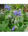 Borago officinalis - Bourrache