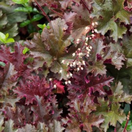 Heuchera x micrantha 'Palace Purple' - Heuchère