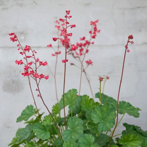 Heuchera sanguinea 'Ruby Bells' - Heuchère sanguine