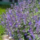 Nepeta Faas Six Hills Giant Gold