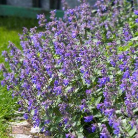 Nepeta x faassenii 'Grol' - Menthe à chats, Cataire