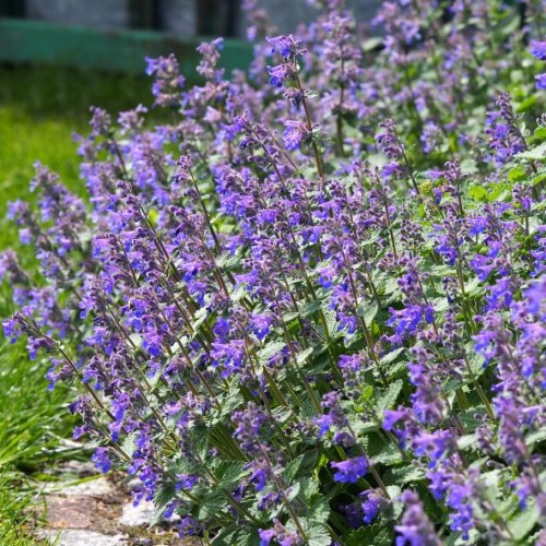 Nepeta x faassenii 'Grol' - Menthe à chats, Cataire